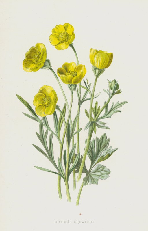 Knolboterbloem door Frederick Edward Hulme
