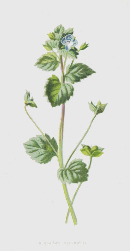 Buxbaums Ereprijs door Frederick Edward Hulme