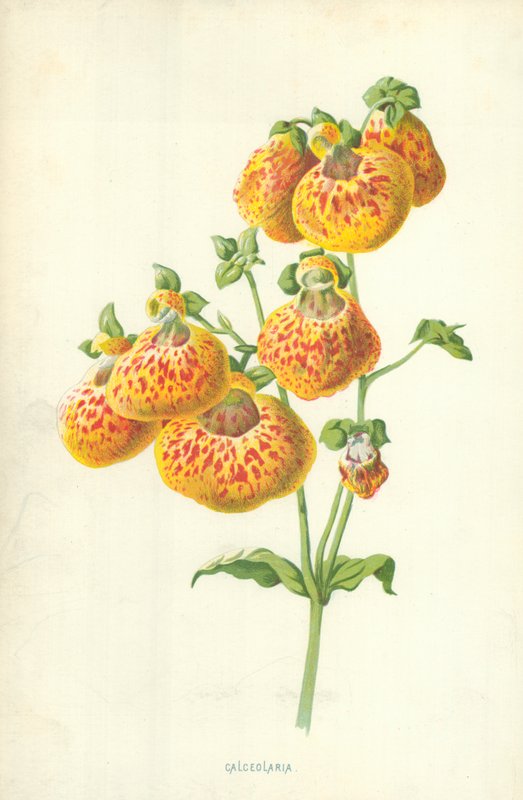 Calceolaria door Frederick Edward Hulme