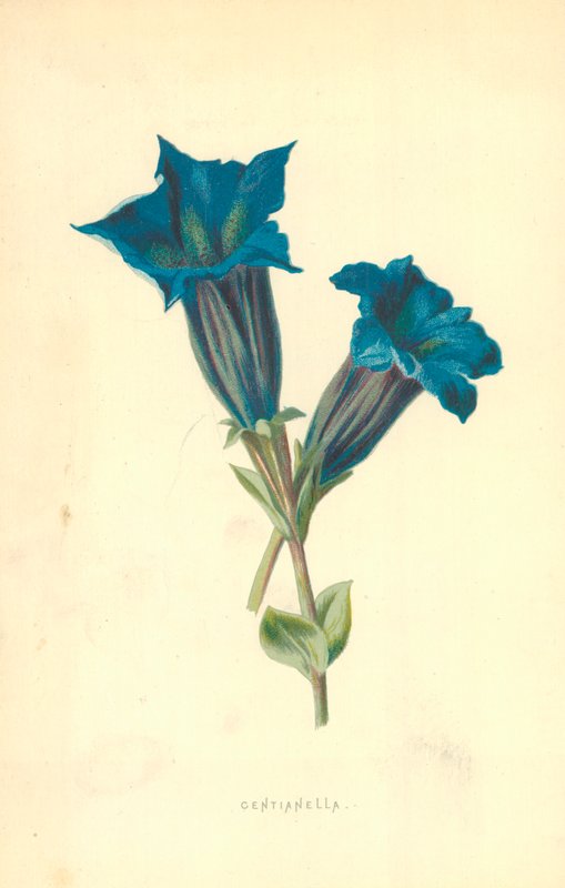 Centianella door Frederick Edward Hulme