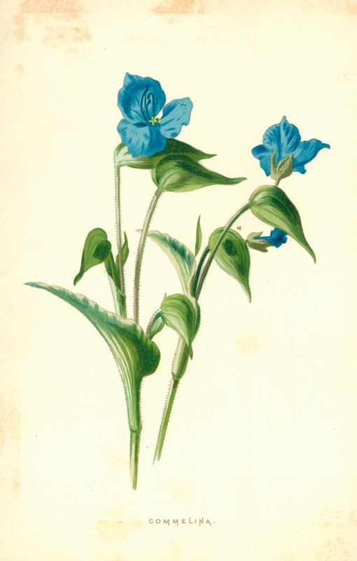 Commelina door Frederick Edward Hulme