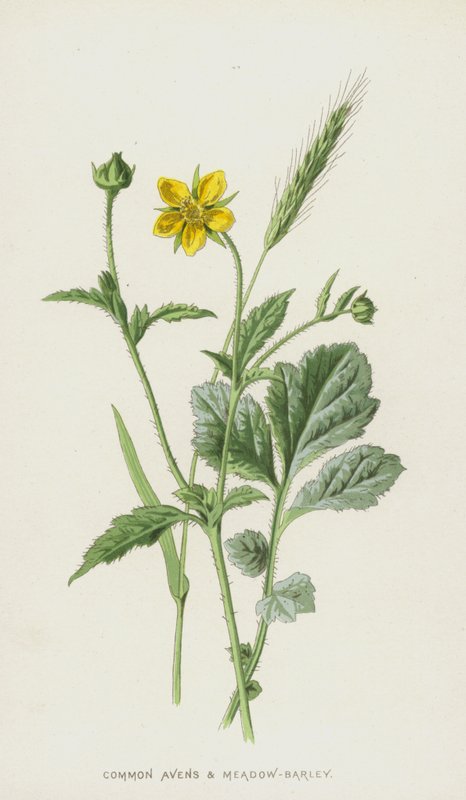 Gewone Avens en Weidegerst door Frederick Edward Hulme
