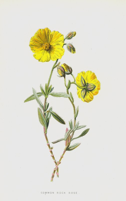 Zonneroosje door Frederick Edward Hulme