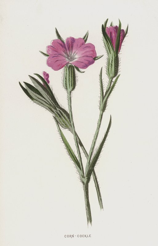 Bolderik door Frederick Edward Hulme