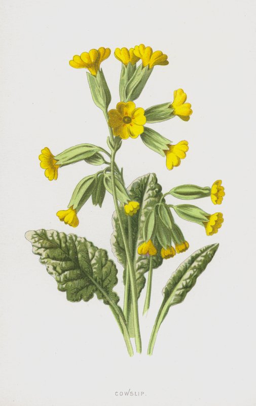 Gulden Sleutelbloem door Frederick Edward Hulme