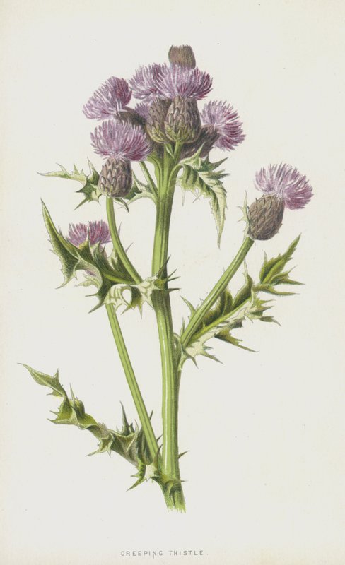 Akkerdistel door Frederick Edward Hulme