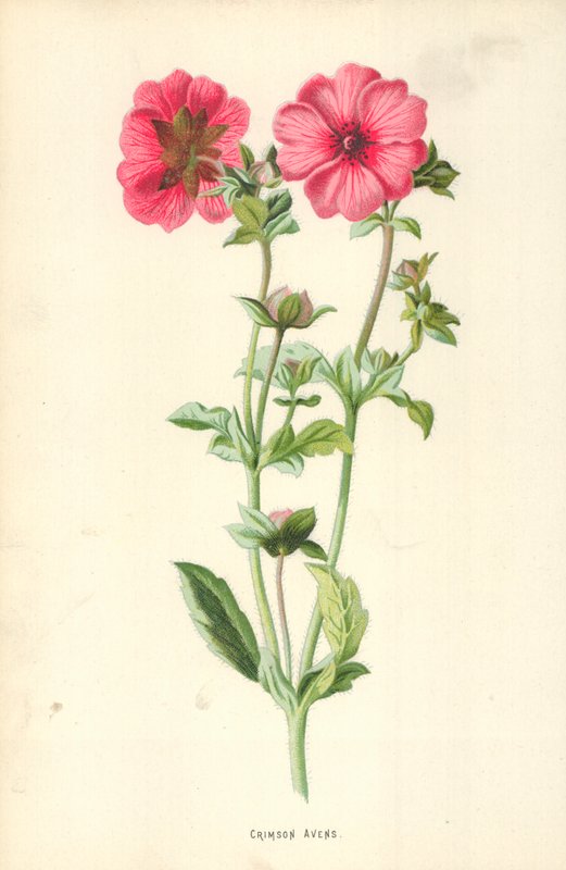 Rode ganzerik door Frederick Edward Hulme