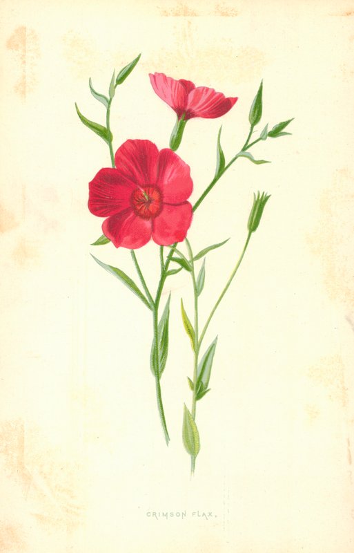 Karmozijnrode vlas door Frederick Edward Hulme
