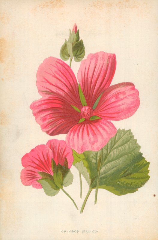 Rode malva door Frederick Edward Hulme