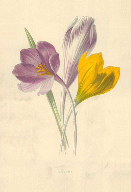 Krokus door Frederick Edward Hulme