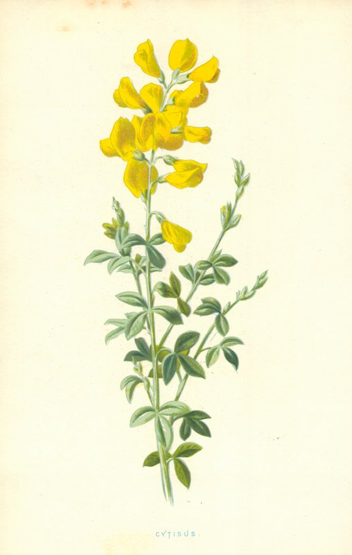 Cytisus door Frederick Edward Hulme