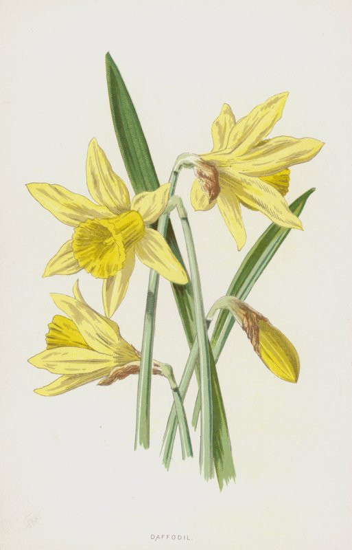 Narcis door Frederick Edward Hulme
