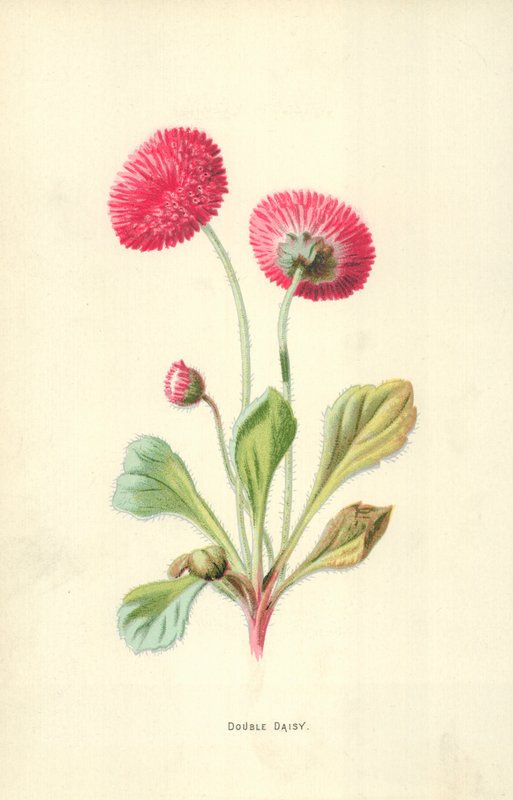 Dubbele Madelief door Frederick Edward Hulme