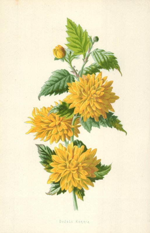Dubbele Kerria door Frederick Edward Hulme