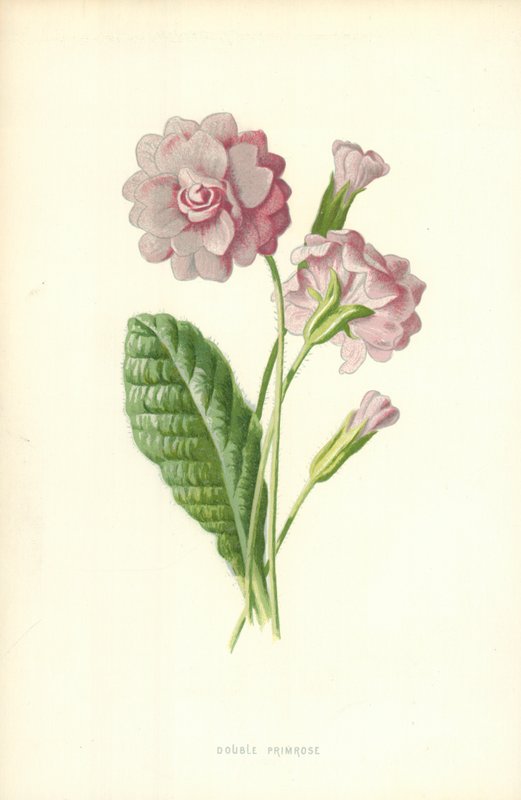 Dubbele sleutelbloem door Frederick Edward Hulme