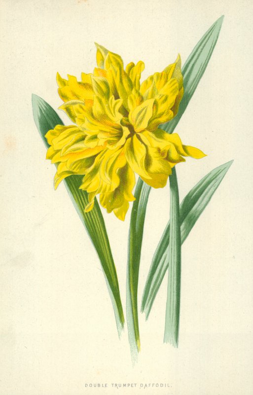 Dubbele Trompetnarcis door Frederick Edward Hulme