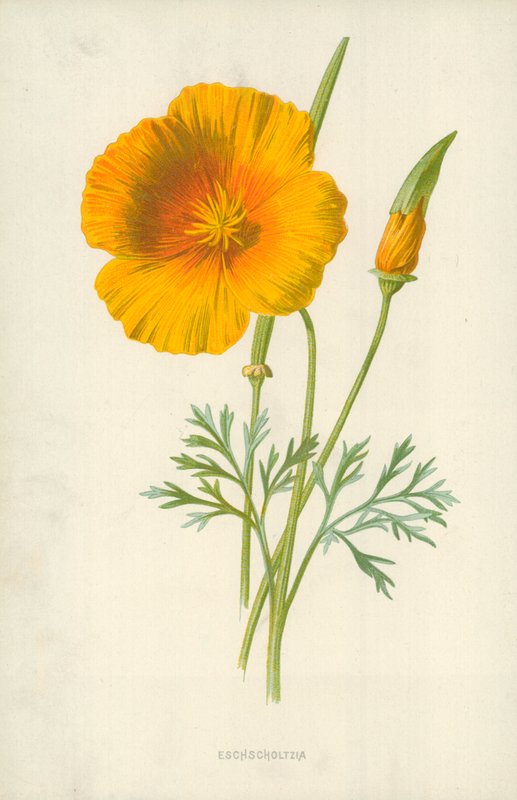Eschscholtzia door Frederick Edward Hulme