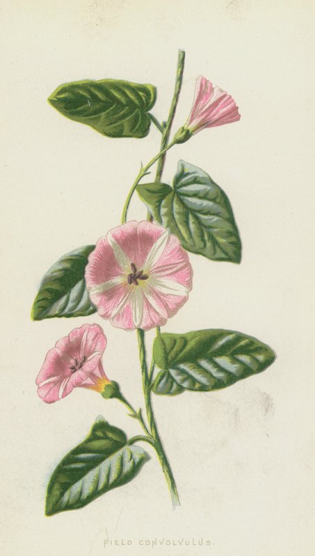 Akkerwinde door Frederick Edward Hulme