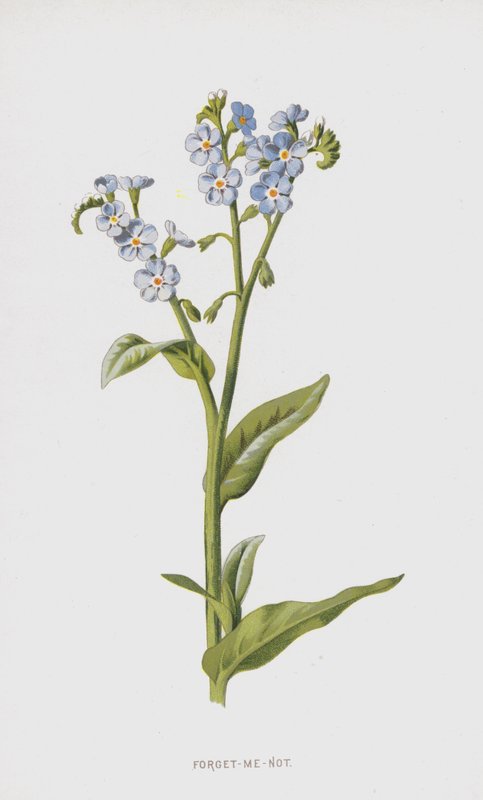 Vergeet-mij-nietje door Frederick Edward Hulme