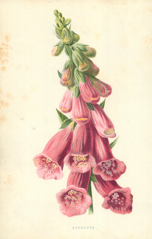 Vingerhoedskruid door Frederick Edward Hulme