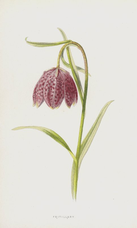 Kievitsbloem door Frederick Edward Hulme