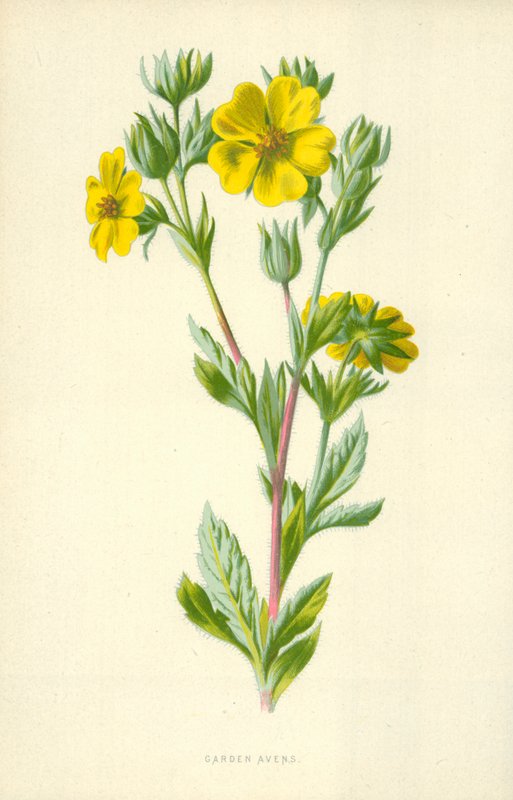 Geum urbanum door Frederick Edward Hulme