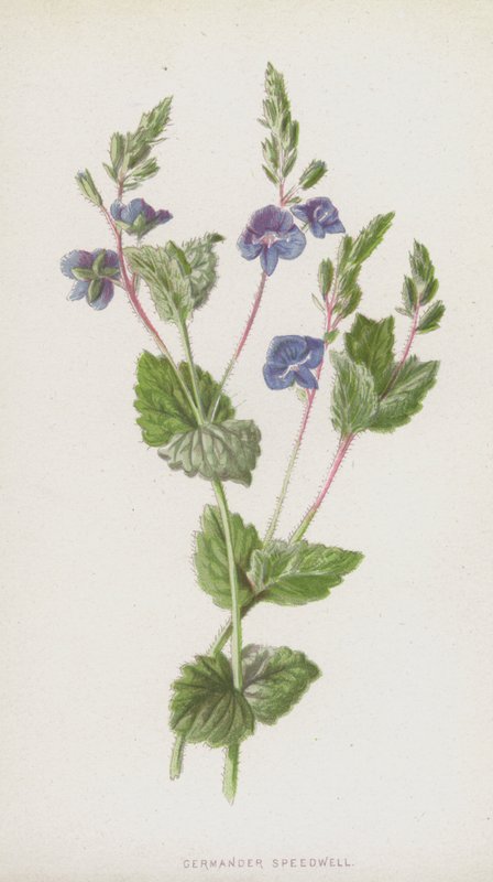 Ereprijs door Frederick Edward Hulme