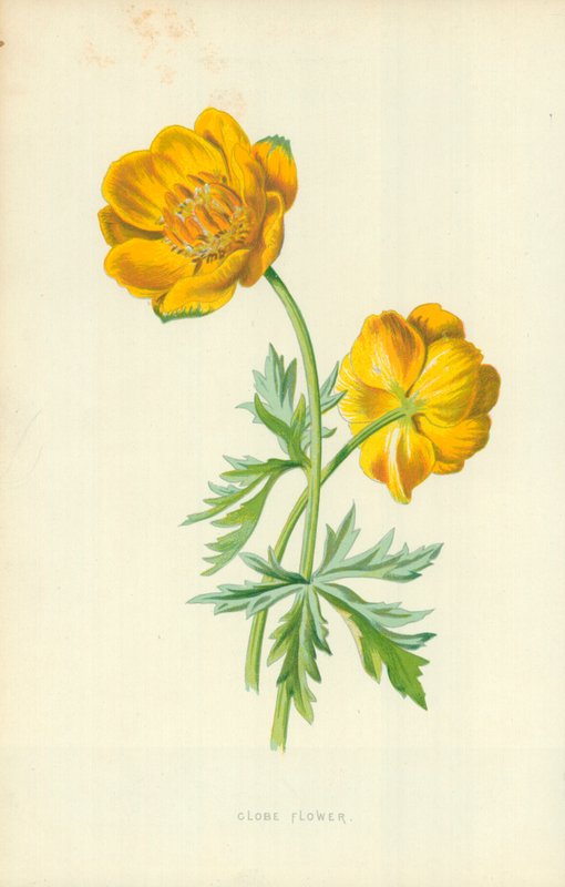 Kogelbloem door Frederick Edward Hulme