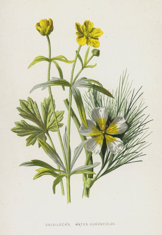 Goudlokje, Waterranonkel door Frederick Edward Hulme