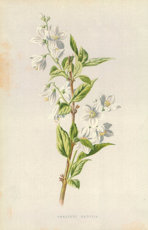 Gracieuse Deutzia door Frederick Edward Hulme