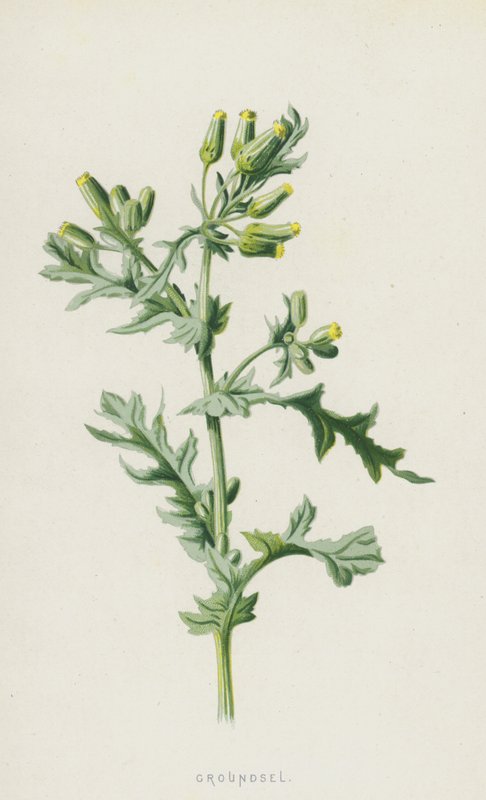 Kruiskruid door Frederick Edward Hulme