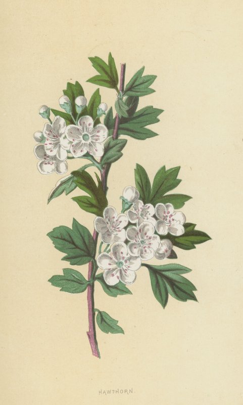 Meidoorn door Frederick Edward Hulme