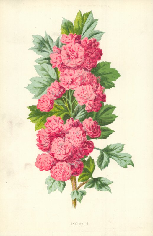 Meidoorn door Frederick Edward Hulme