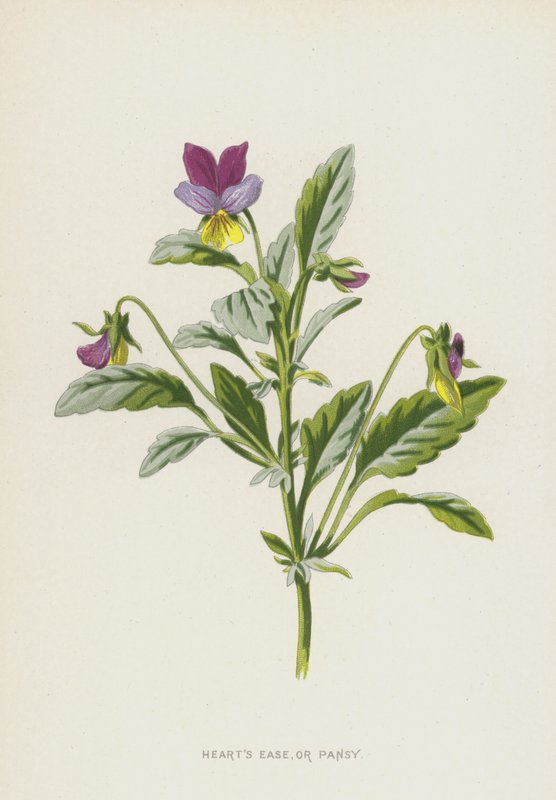 Driekleurig Viooltje door Frederick Edward Hulme