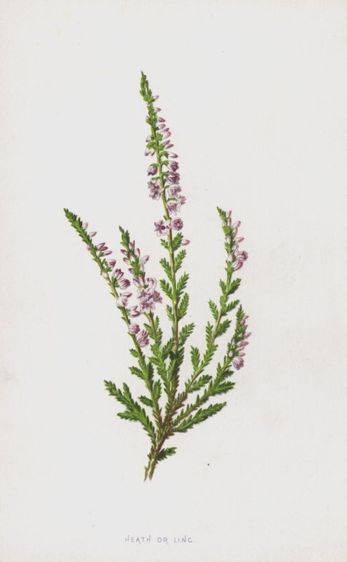 Heide of Struikhei door Frederick Edward Hulme