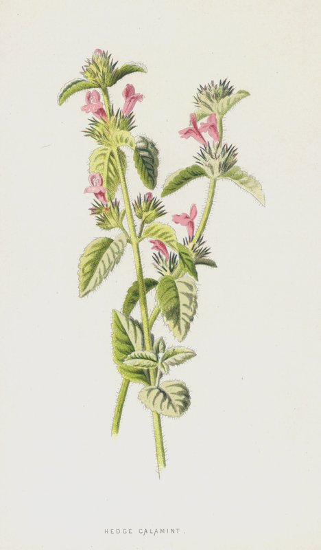 Steentijm door Frederick Edward Hulme