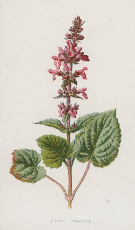 Heggenwikke door Frederick Edward Hulme