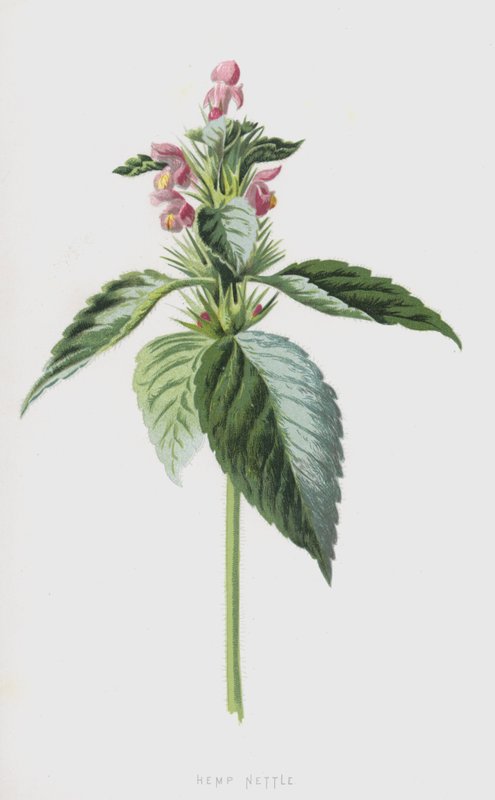 Hennepnetel door Frederick Edward Hulme