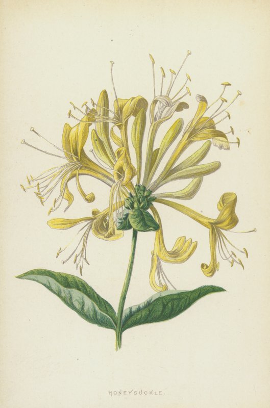 Kamperfoelie door Frederick Edward Hulme