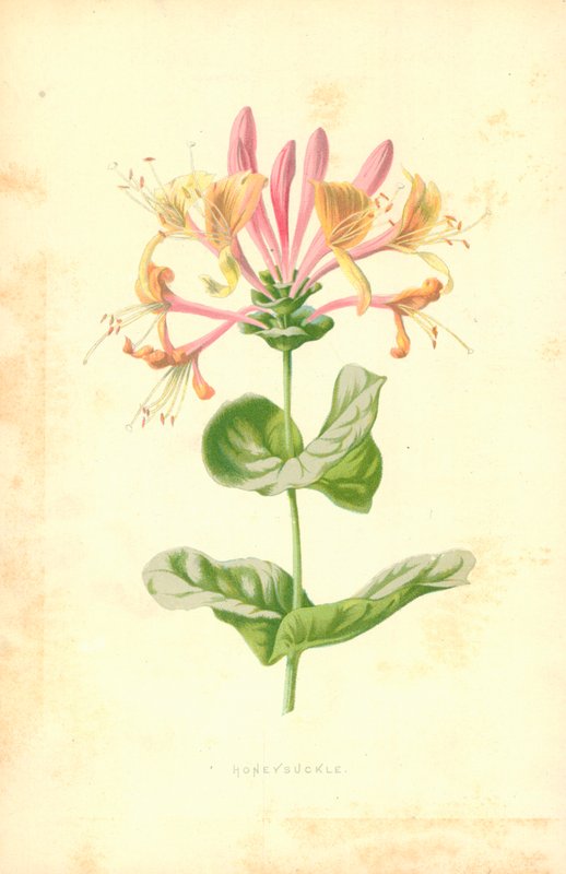 Kamperfoelie door Frederick Edward Hulme
