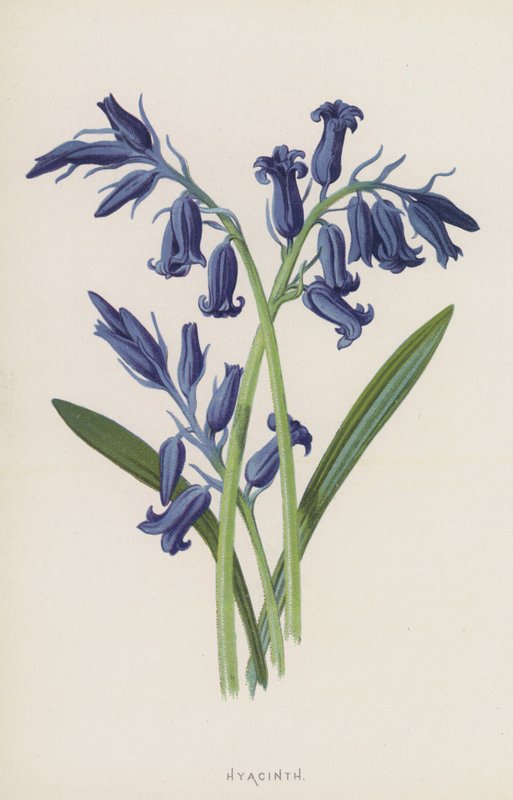 Hyacint door Frederick Edward Hulme