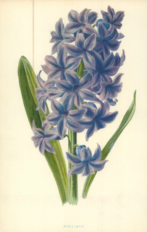 Hyacint door Frederick Edward Hulme