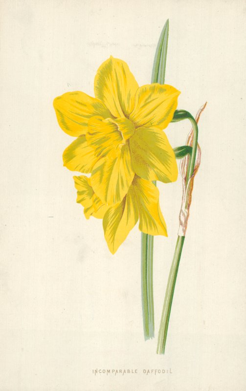 Onvergelijkbare Narcis door Frederick Edward Hulme
