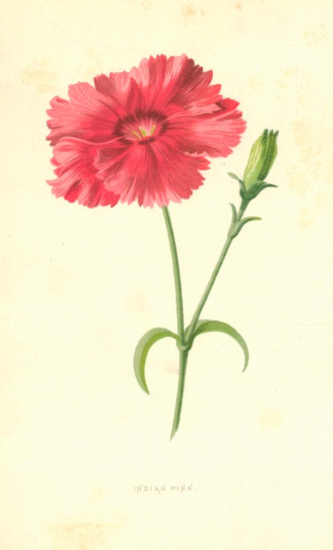 Indiase Roze door Frederick Edward Hulme