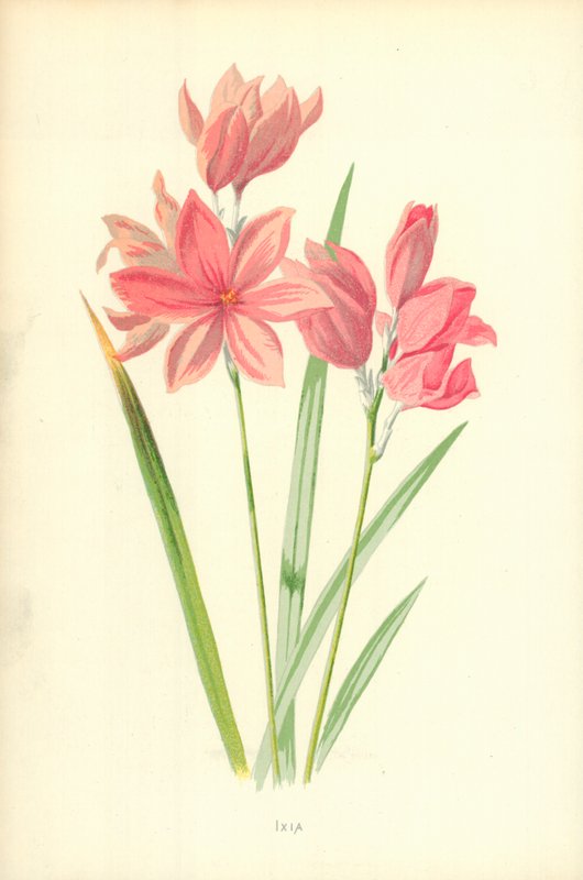 Ixia door Frederick Edward Hulme