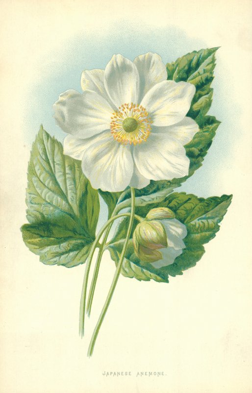 Japanse anemoon door Frederick Edward Hulme