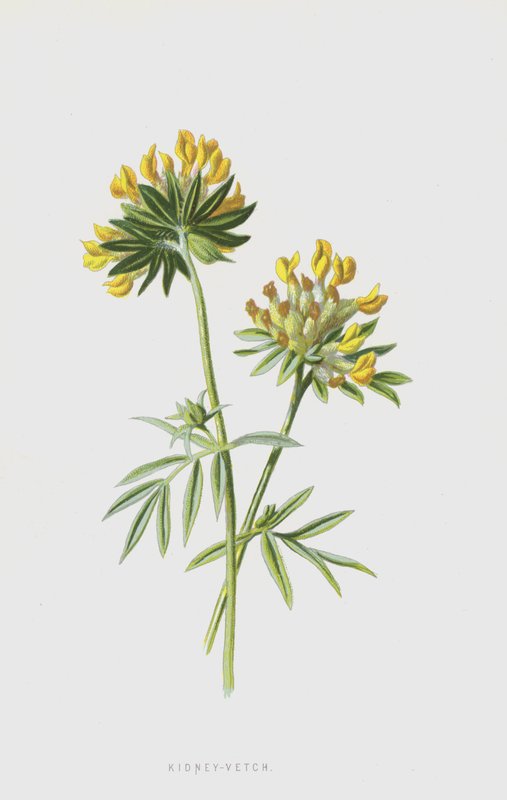 Wondklaver door Frederick Edward Hulme