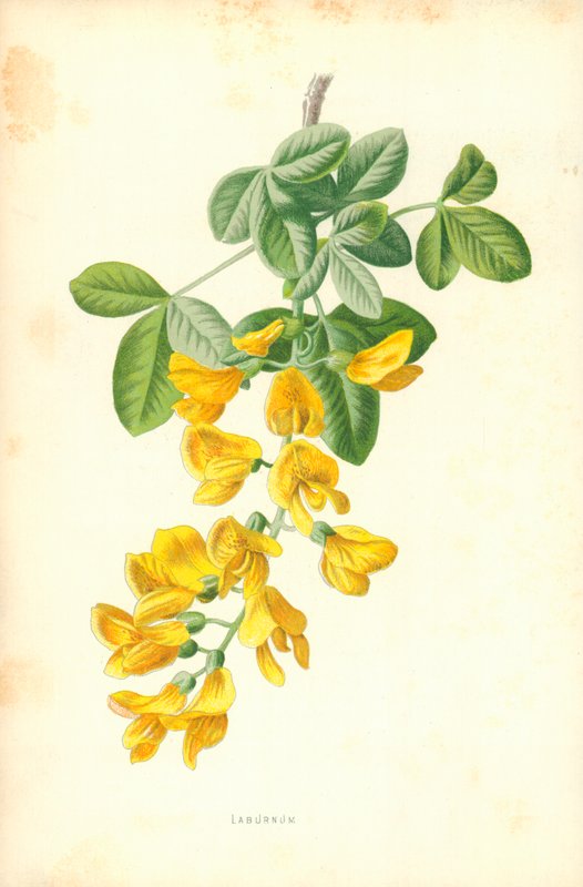 Goudenregen door Frederick Edward Hulme