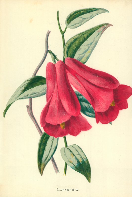 Lapageria door Frederick Edward Hulme