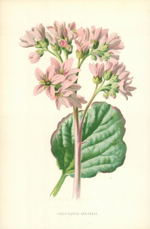 Grootbladige steenbreek door Frederick Edward Hulme